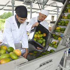 Establishment of Fruit Processing Unit