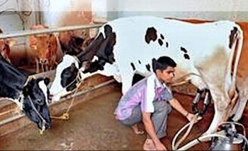 Dairy