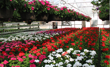 Floriculture