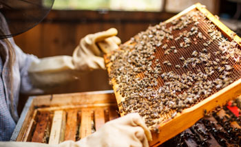 Honey Bees
