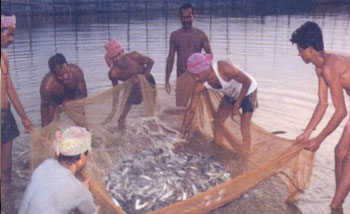 Fisheries