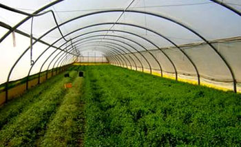Vegetable Nursery