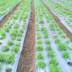 Stevia Cultivation